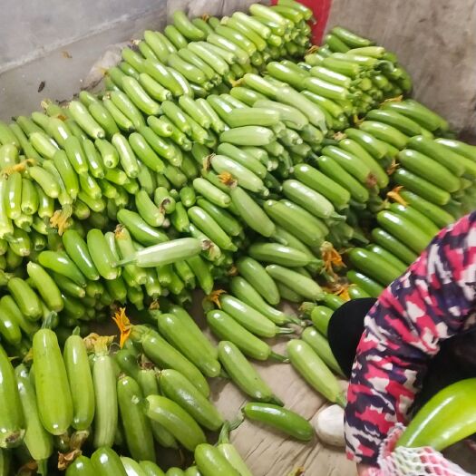 阳谷县绿皮西葫芦  精品西葫芦