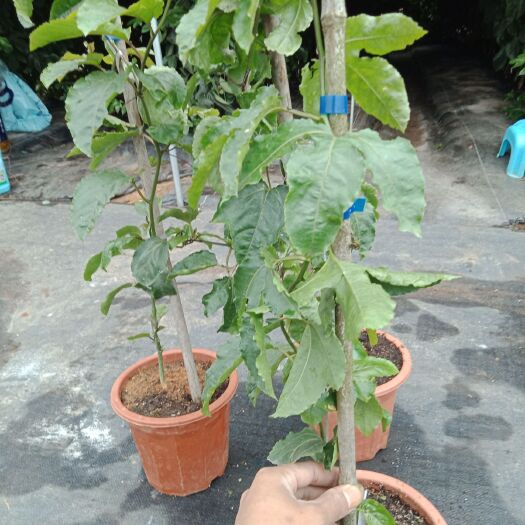灵山县芭乐味百香果苗 芭乐黄金百香果