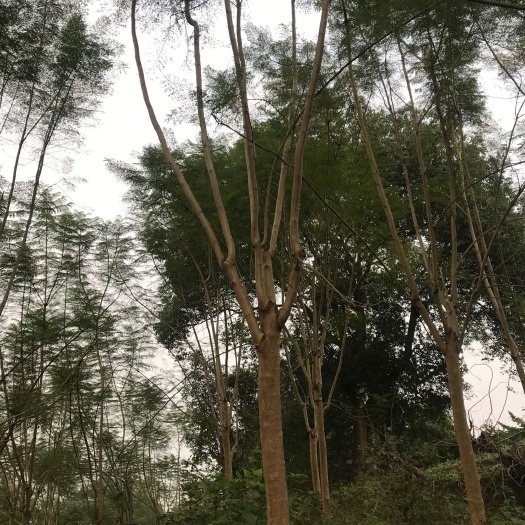 邛崃市 大量出售六七成蓝花楹各种规格都有，数量几千，低价处理！