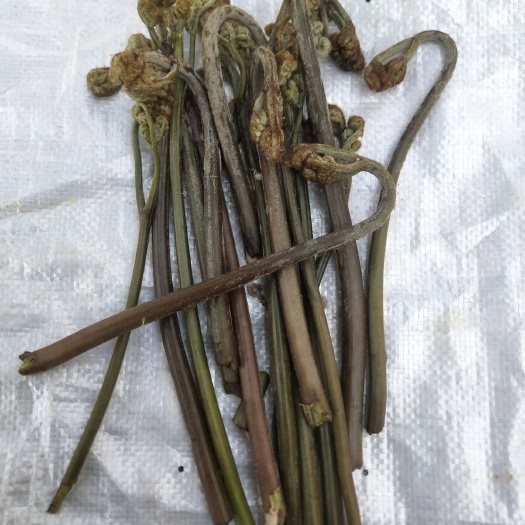 毕节薇菜 阙菜贵州阙菜