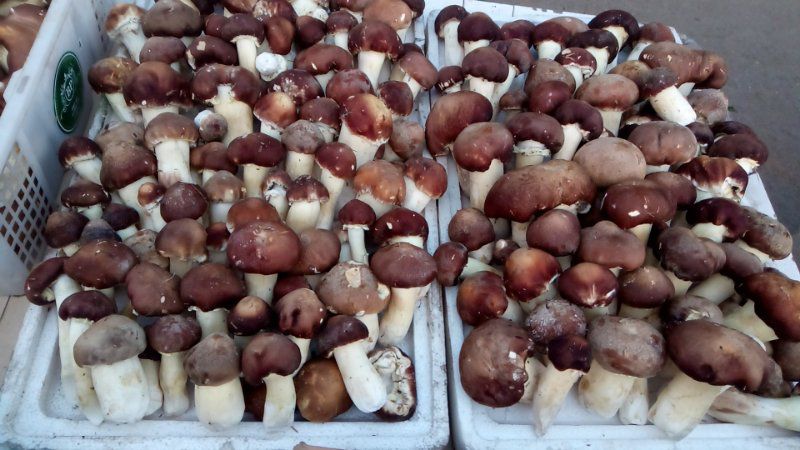 大球盖菇菌种  酒红大球盖母种试管