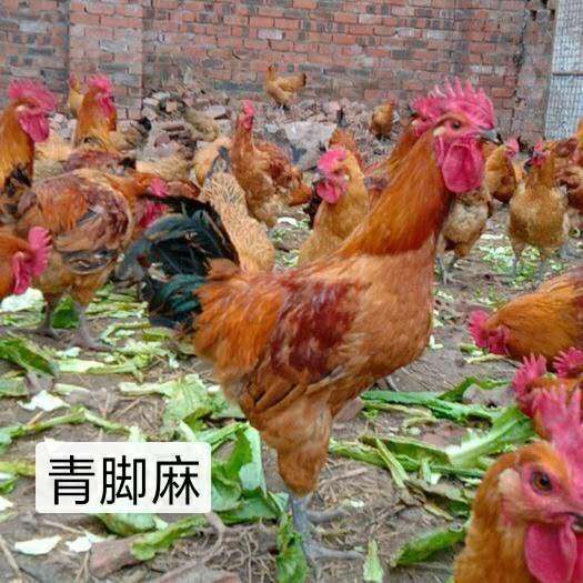 南宁青脚麻鸡苗 统货