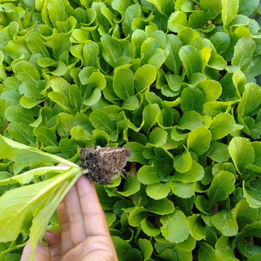 通海县白菜苗