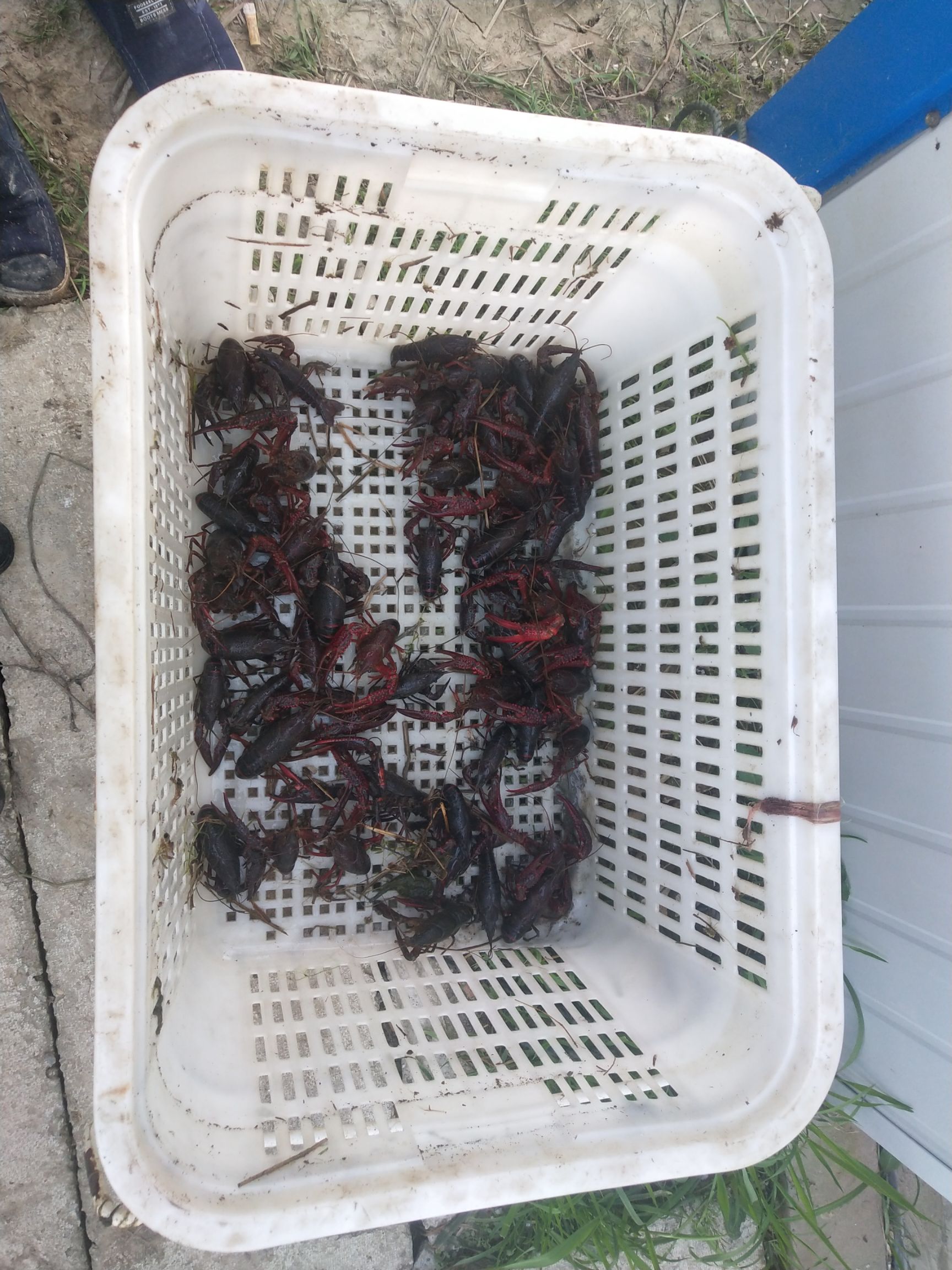  精品龙虾，预购从速，供不应求