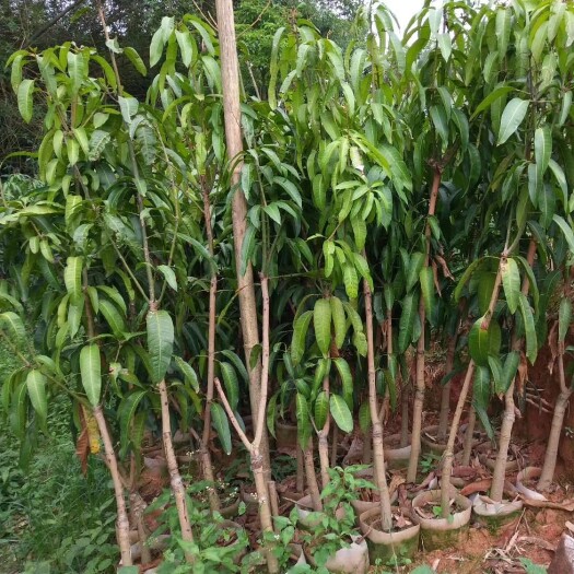 灵山县金煌芒果苗  金煌芒果 三公分粗 ‮衩开‬树苗‮形树‬漂亮