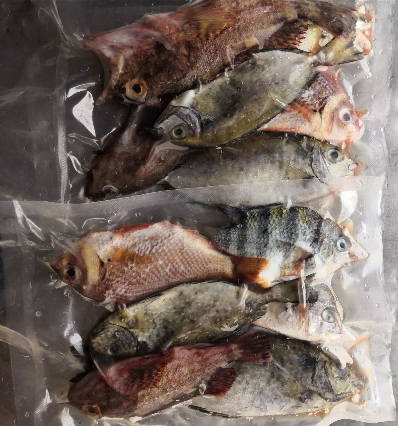 [冷冻海鱼批发]冷冻海鱼 新鲜天然杂鱼去鳞去肚真空包装价格28元/袋