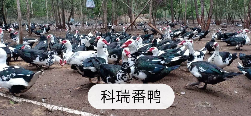 番鸭苗  大种番鸭の，黑番鸭苗，火鸭苗，大花番鸭公苗