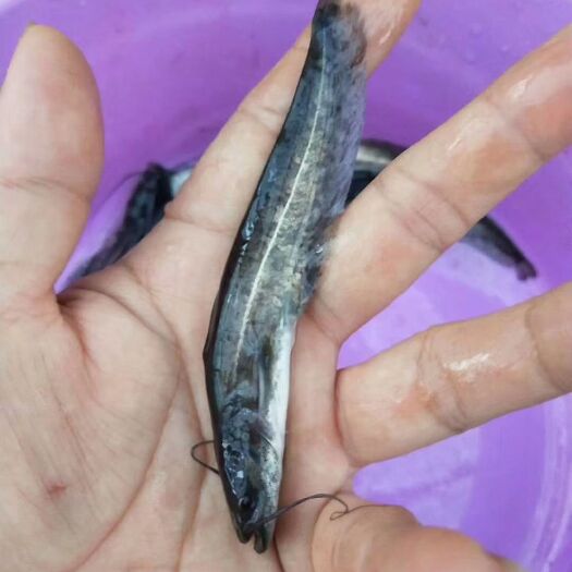 博罗县大口鲶鱼苗 统货