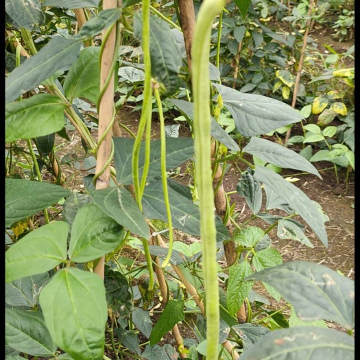 北海 大量批发长豇豆