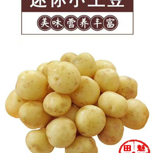 滕州市迷你土豆  非常均匀各种规格大小迷你小土豆油炸烧烤支持电商代