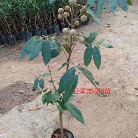 灵山县 四季龙眼 ‮年常‬四季开‮结花‬果 石夹龙眼苗带球土‬发货