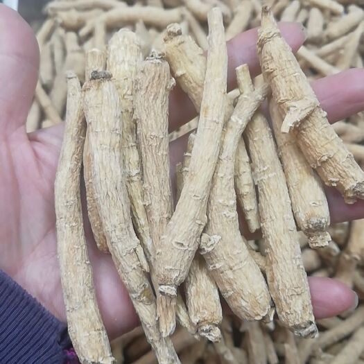 玉林 西洋参5克条