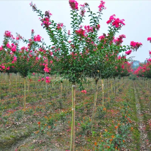 沭阳县 庭院紫薇树苗红花紫薇小苗紫薇花苗红火箭红火球紫薇花树南北方种