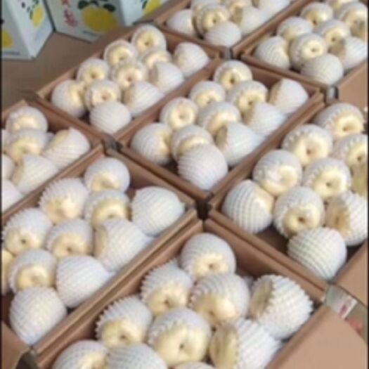 西安 精品梨