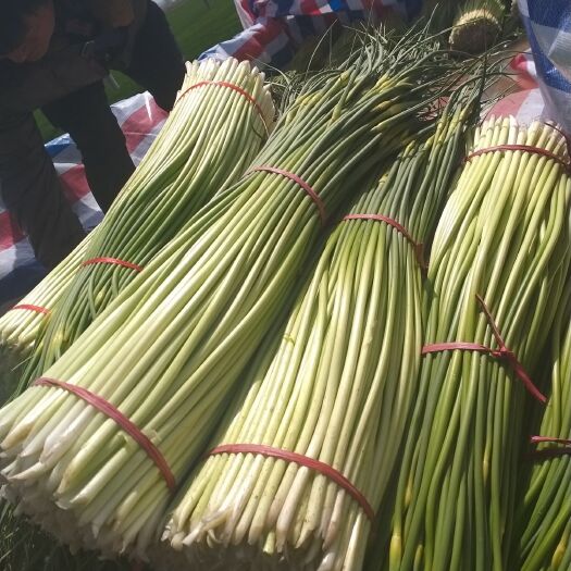 丰县 丰县新鲜白帽蒜苔大量上市 价格优惠   有需要的请联系