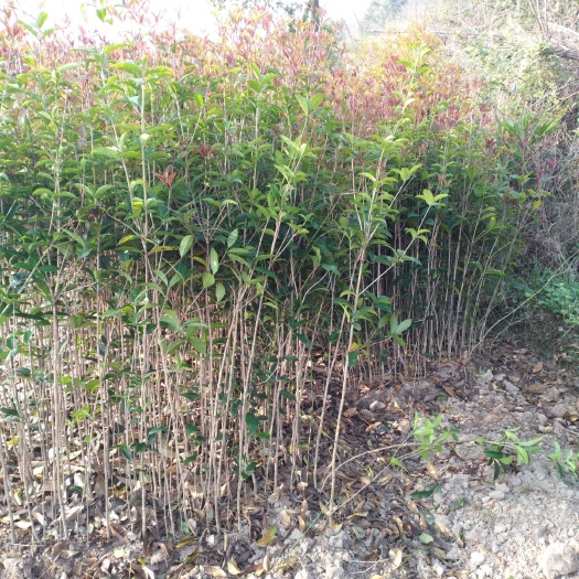 松滋市桂花树苗  桂花 树苗2/3/4/5/6/7/8/公分桂花/风景绿化苗木
