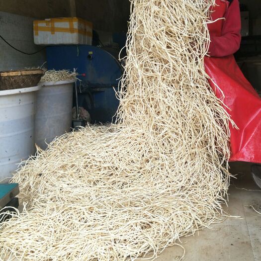昭通 鲜嫩鱼腥草节节根精品上线
