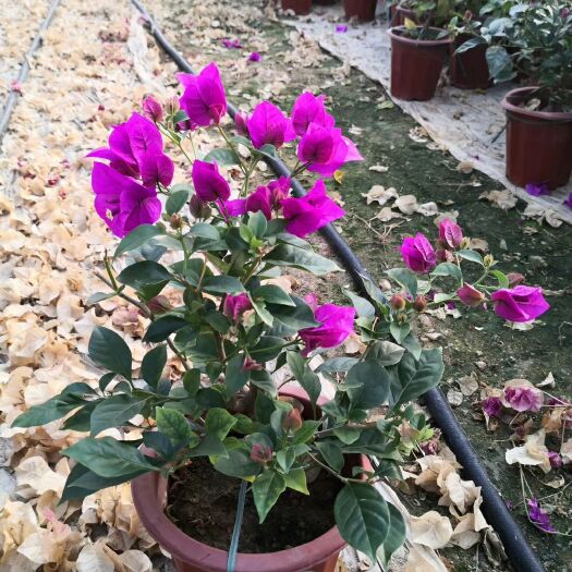 紫花三角梅 云南紫盆栽