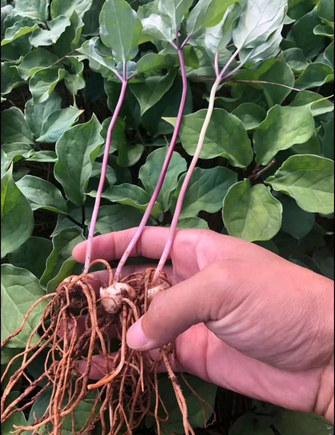 [重樓苗批發] 重樓苗 雲南大葉高杆粉質滇重樓 種子種苗芽頭價格1元