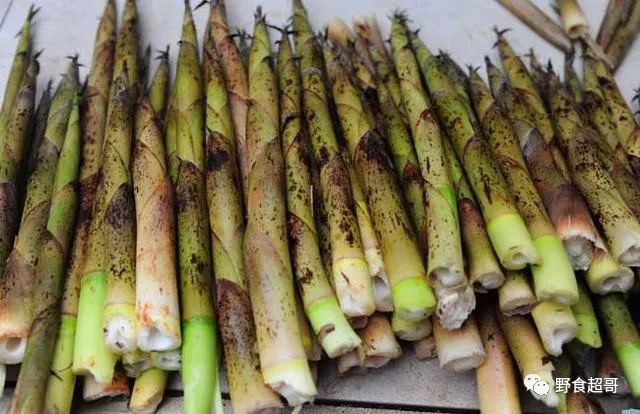 桂林 绿色有机无公害山野甜竹笋