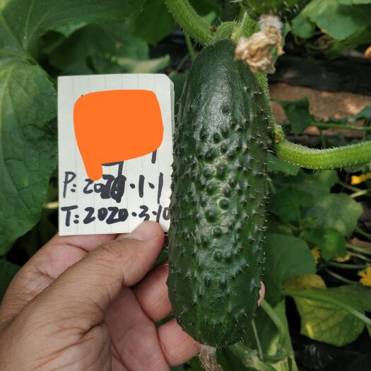 寿光市黄瓜种苗 玛莎  腌渍类黄瓜苗