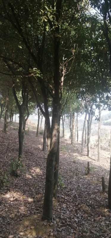 宜良县 精品香樟树7-20公分以上，需要的赶紧联系我，价格优惠