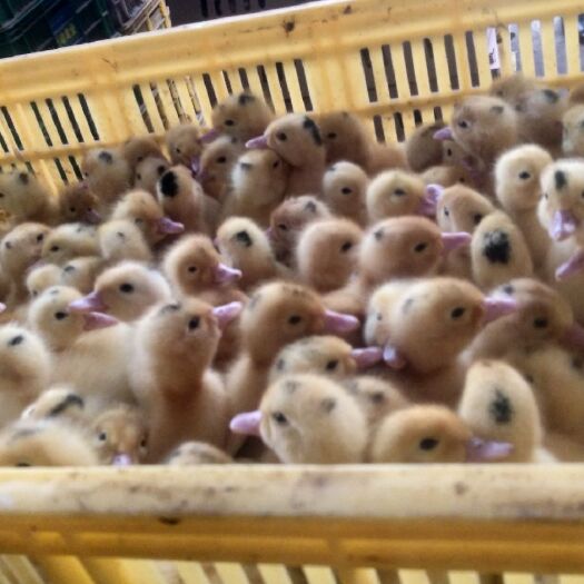 南宁 三黄鸡苗