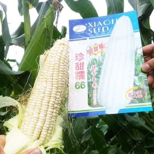 夏邑县 【可生食】鲜食水果玉米种子