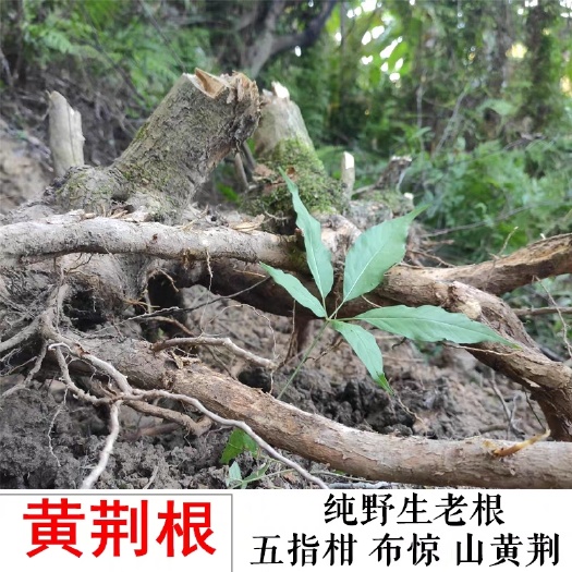 五华县黄荆子  农村都叫:布惊里，  黄荆根 牡荆根 新鲜五指叶布