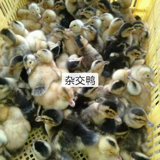 南宁杂交鸭苗