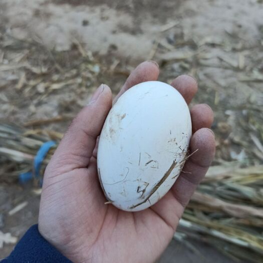 菏泽 农家自留地散养鹅蛋