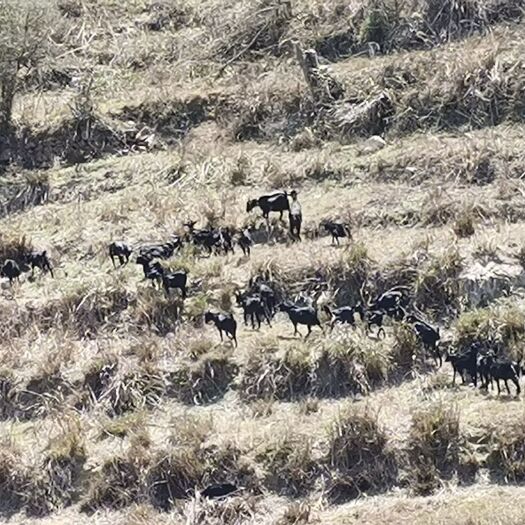 永春县 正宗农村土特产黑山羊需要的可以预订