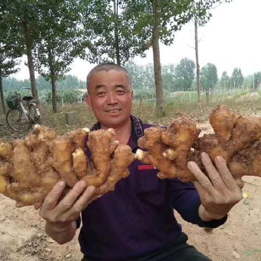 沂源县 山东优质大黄姜，小黄姜，产地批发，一手货源，全国发货