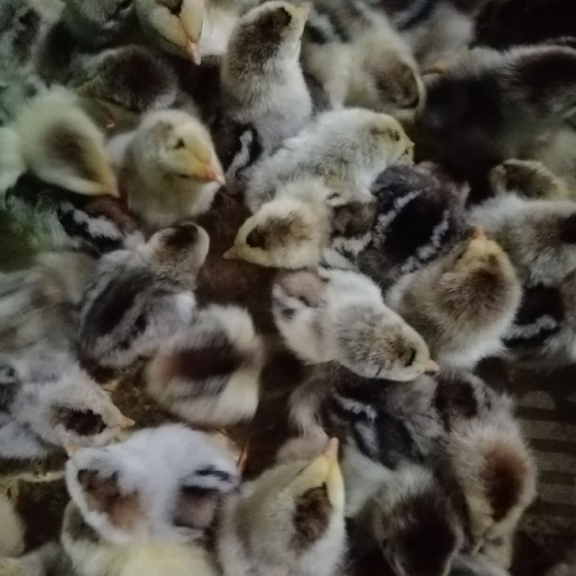 南宁彩凤鸡苗，厂家直销包疫苗成活。