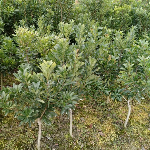 靖州县黑高峰杨梅树苗