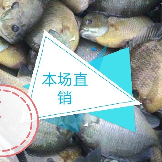 佛山蓝鳃太阳鱼  篮鳃太阳鱼，杂交篮鳃，养殖七个月可以上市了