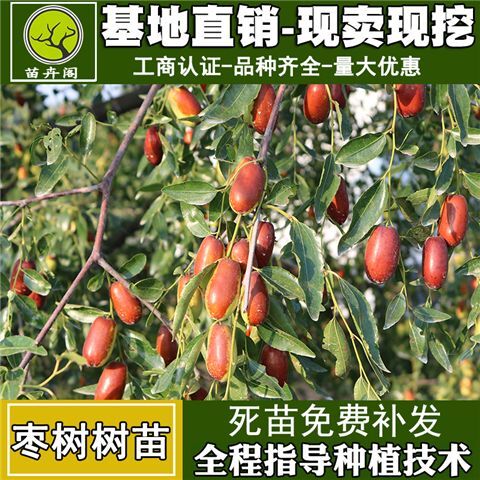 平邑县 沾化冬枣苗 基地直销 现挖现发 包品种包成活 嫁接苗当年结