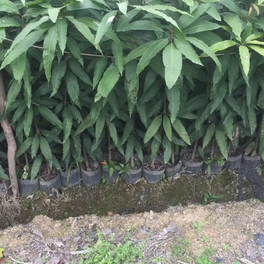 普宁市芒果直生苗（实生苗）