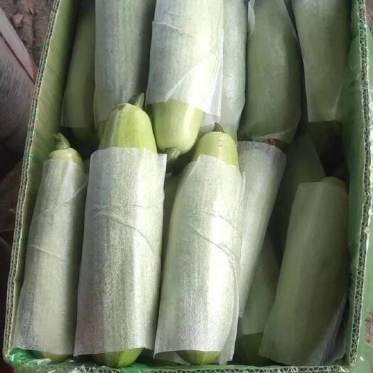聊城 山东聊城西葫芦大量上市，
