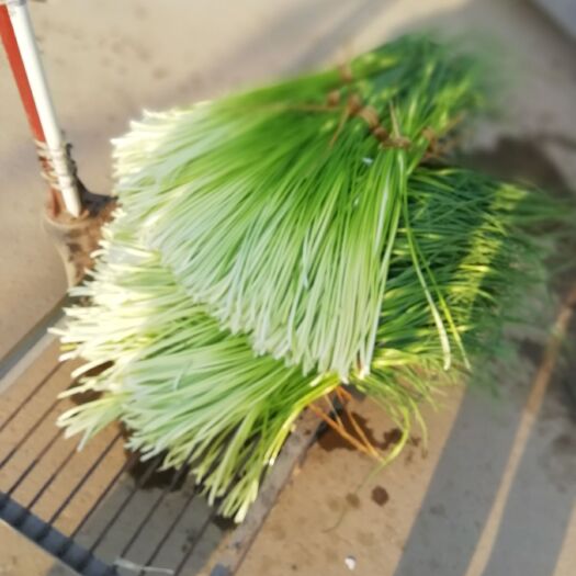 邳州市 邳州白帽蒜苔，