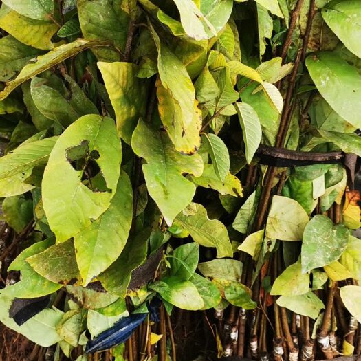 漳州释迦果苗 凤梨释迦苗，裸根种苗