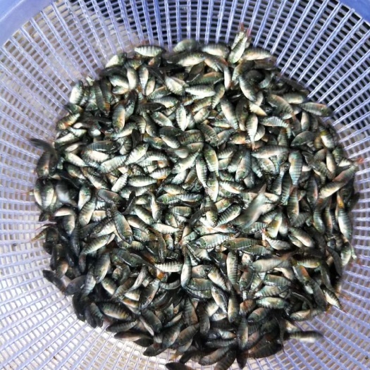 博罗县 大量10公分上草鱼苗出售