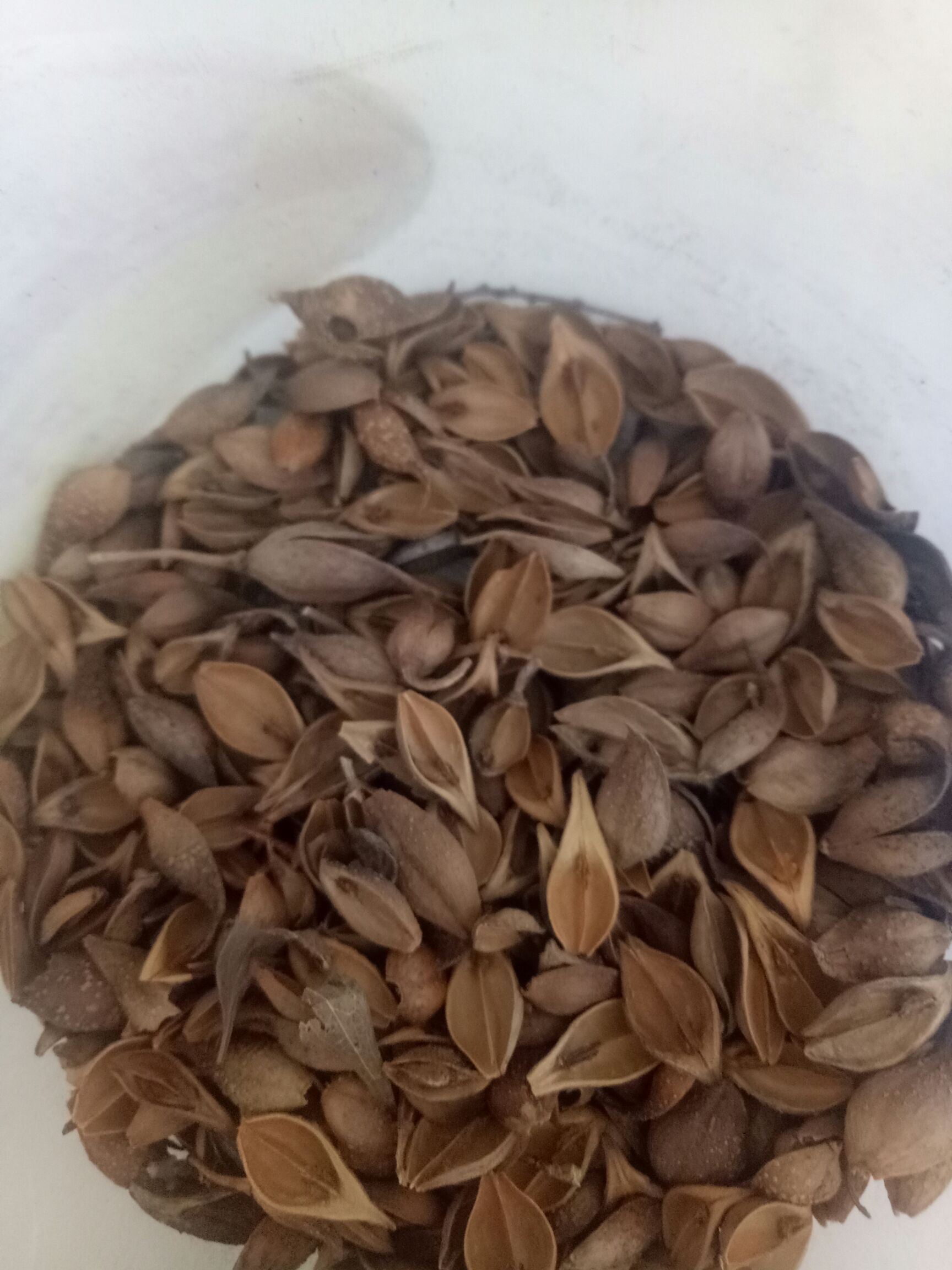 黄翘 天然药材，质量保证。