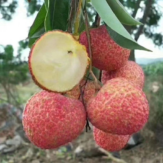 灵山县无核荔枝苗  无核荔技 种植靓丽 果树分枝多