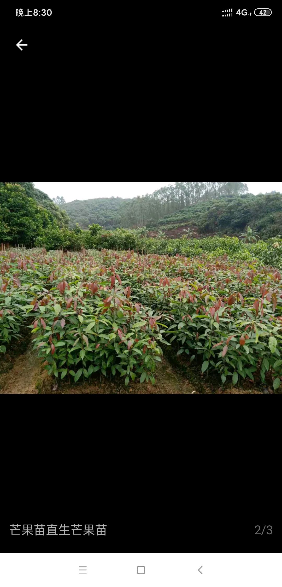 芒果直生苗（实生苗）