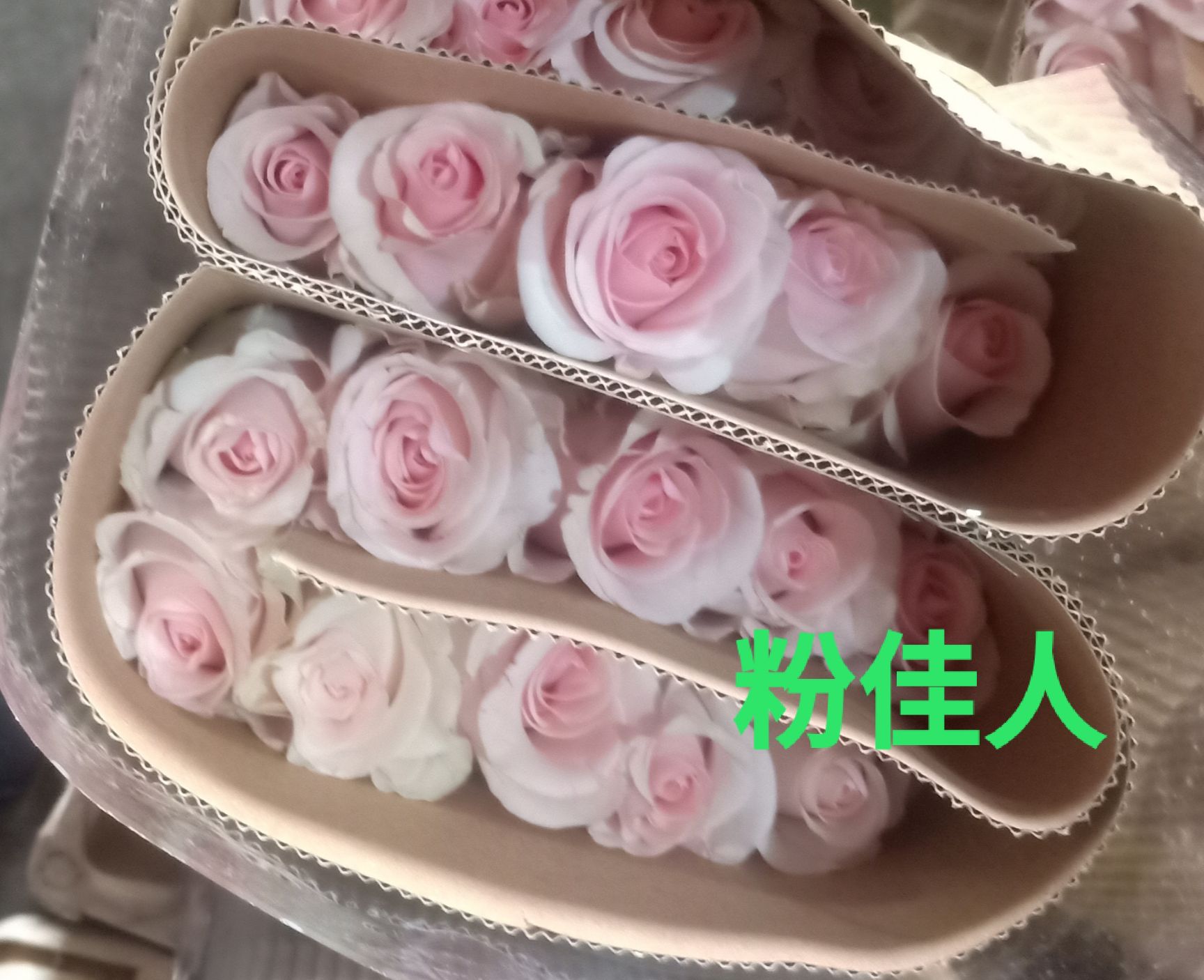 玫瑰切花 下单送康乃馨，尤加利!