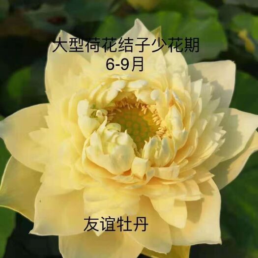 安新县 白洋淀精品荷花