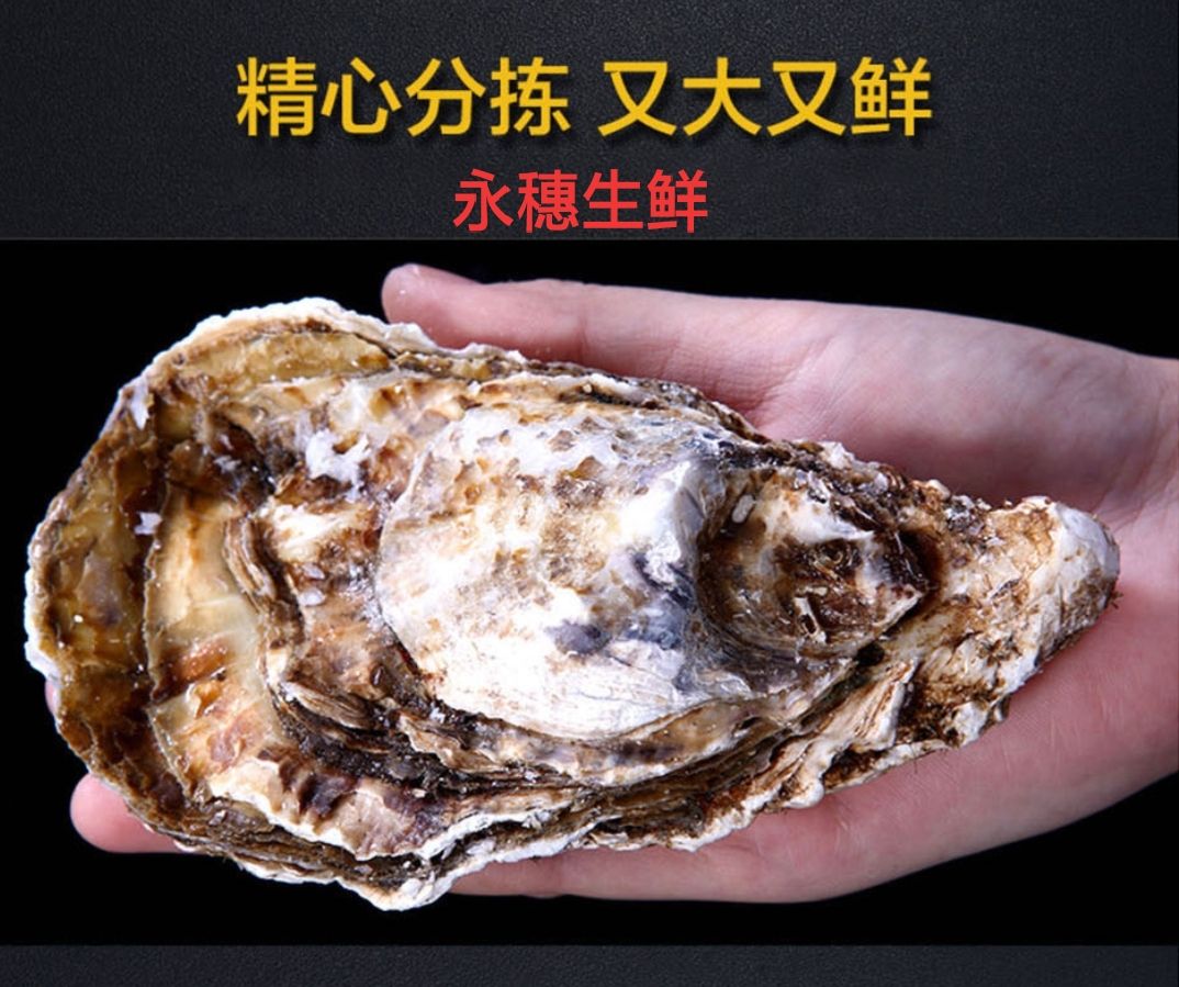 珠海生蠔  湛江生蠔 產(chǎn)地直發(fā) 肉肥味鮮 大中小規(guī)格