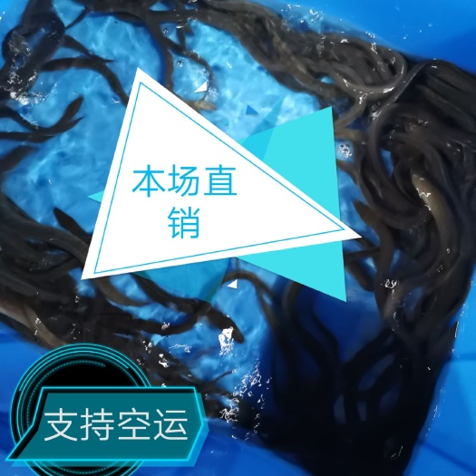  白鳝，花锦鳝种苗