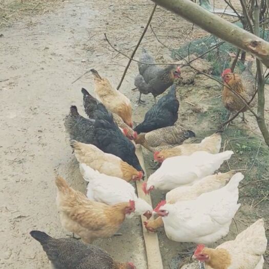 南昌县乡下土鸡，河边荒地养的鸡，